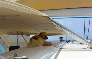 st maarten catamaran tours boat dog