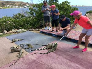 jeep tours in st maarten