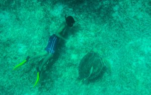 Turtle swim and snorkel st maarten Tintemarre Island