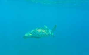 Private boat snorkeling and Turtles on St Maarten